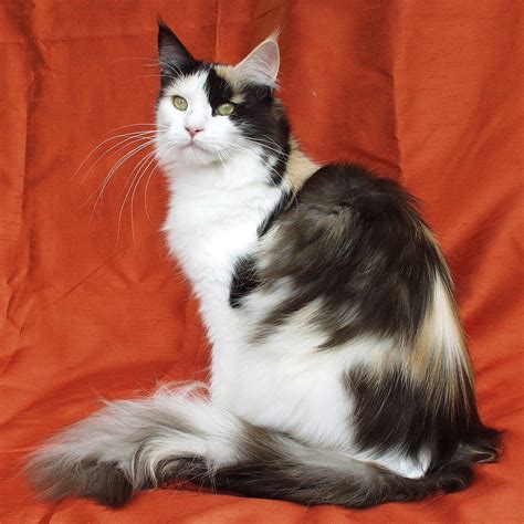 female maine coon