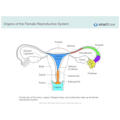 female reproductive system labelled diagram pdf Doc