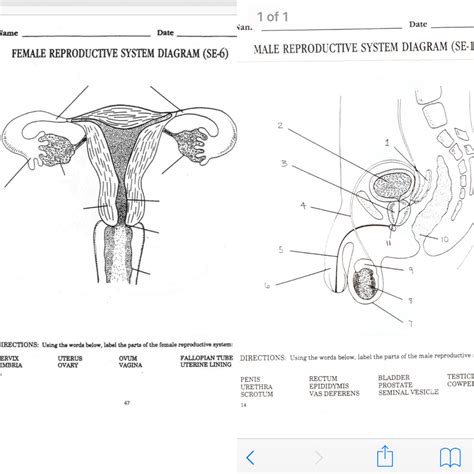 female-reproductive-system-se-9-answers Ebook Epub