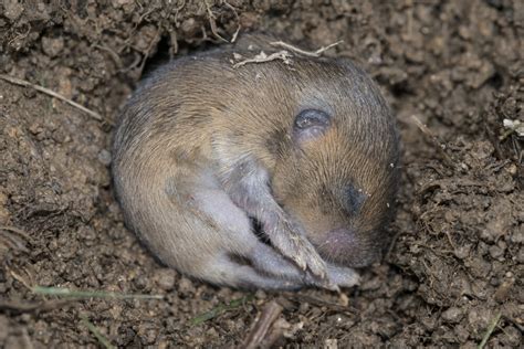 fennie veldmuis jonge dieren nr 1 Epub