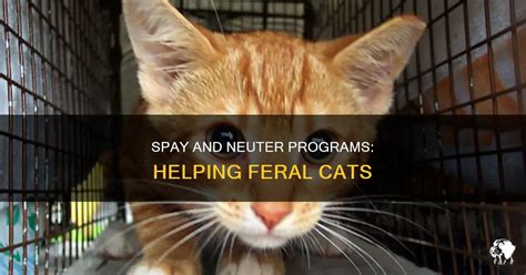 feral cat spay and neuter