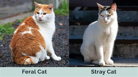 feral vs stray cat