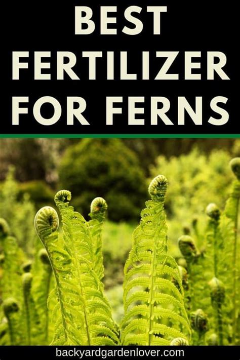 ferns fertilizer