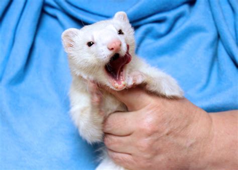 ferret adoption near me