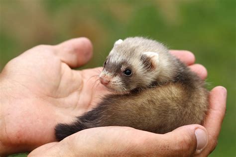 ferrets as pets