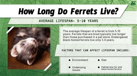 ferrets lifespan