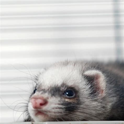 ferrets today basic domestic pet library Kindle Editon