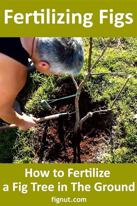 fertilize a fig tree