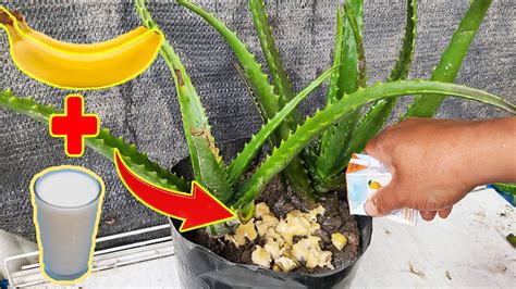 fertilize aloe