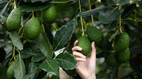 fertilize avocado plant