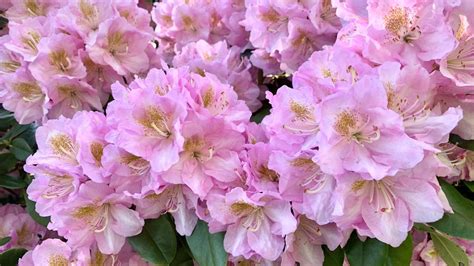 fertilize azaleas