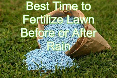 fertilize before rain or after