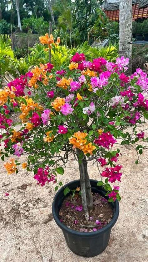 fertilize bougainvillea plant