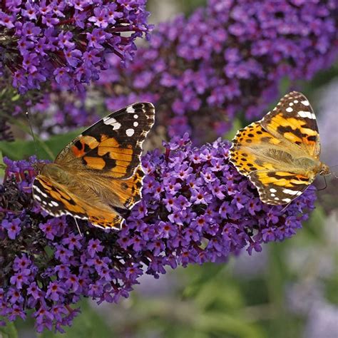 fertilize butterfly bush