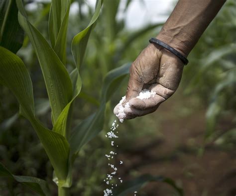 fertilize corn plant