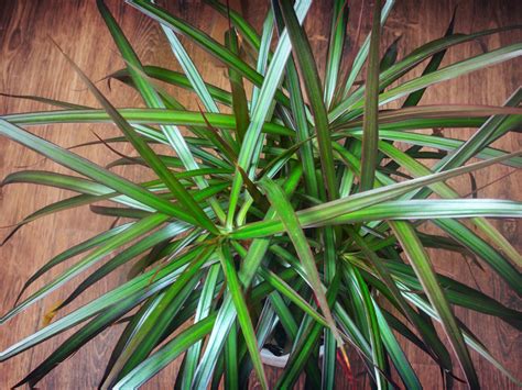 fertilize dracaena