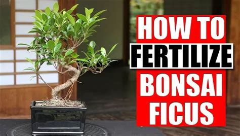 fertilize ficus