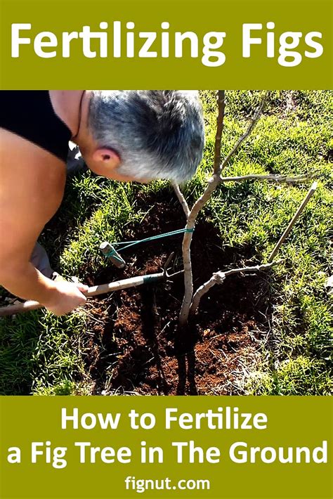 fertilize fig tree