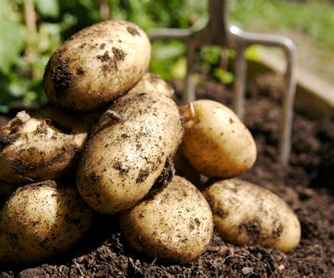 fertilize potatoes