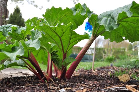 fertilize rhubarb