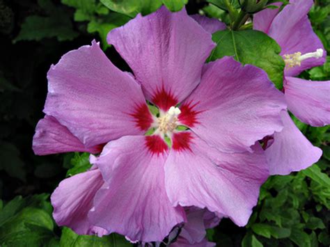 fertilize rose of sharon