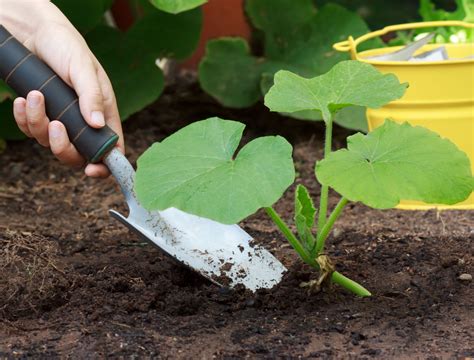 fertilize squash