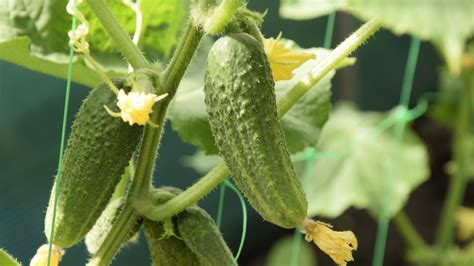 fertilizer cucumbers