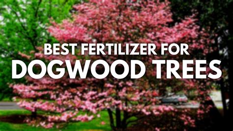 fertilizer for a dogwood tree