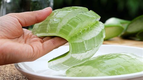 fertilizer for aloe vera plant