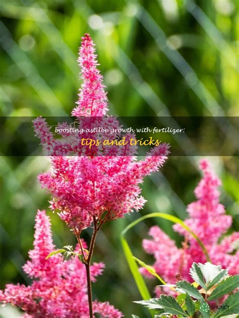 fertilizer for astilbe