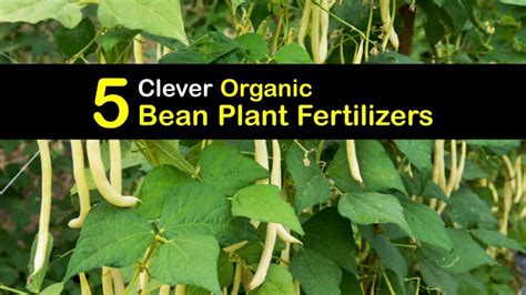 fertilizer for beans