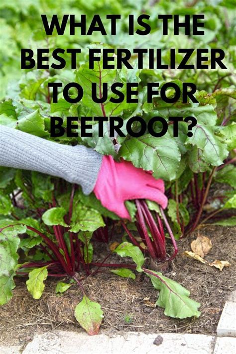 fertilizer for beetroot