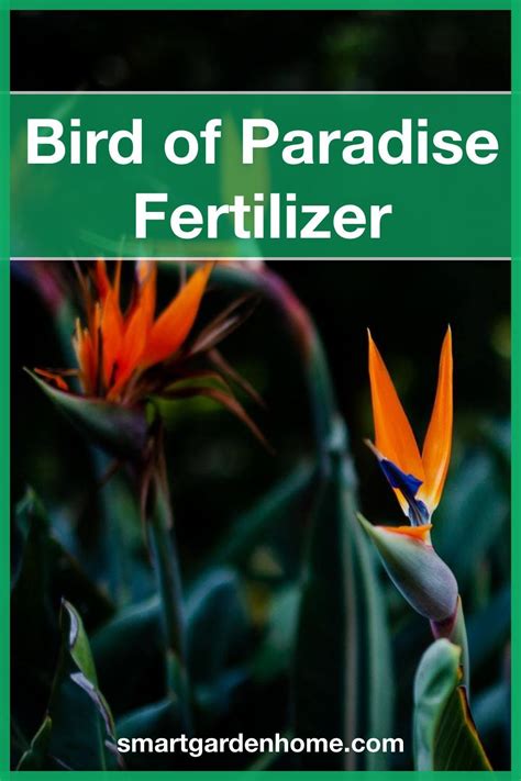 fertilizer for bird of paradise