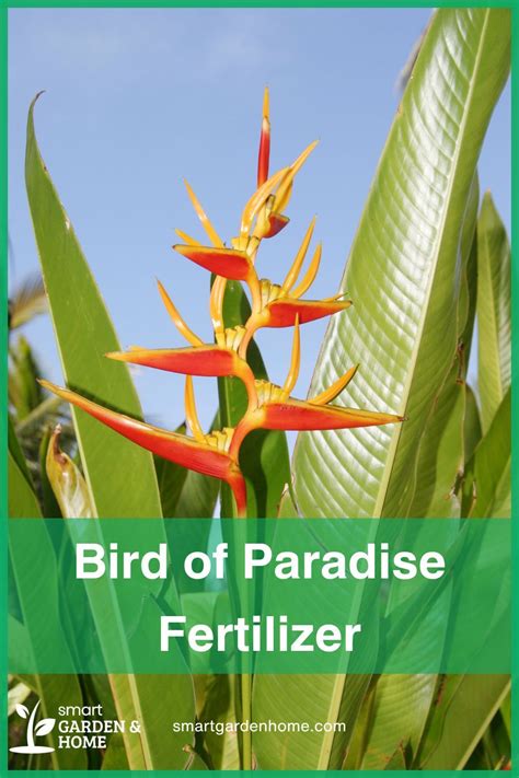 fertilizer for birds of paradise