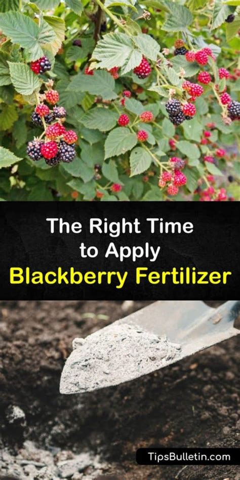 fertilizer for blackberry bushes