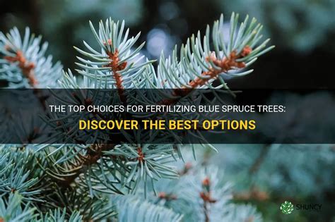 fertilizer for blue spruce