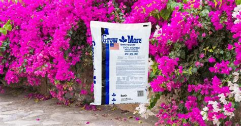 fertilizer for bougainvillea