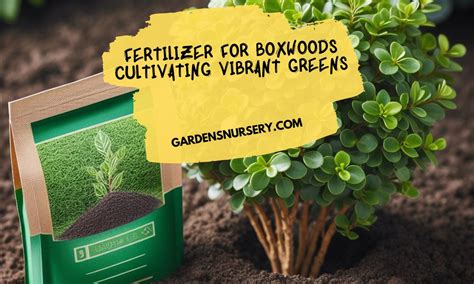 fertilizer for boxwoods