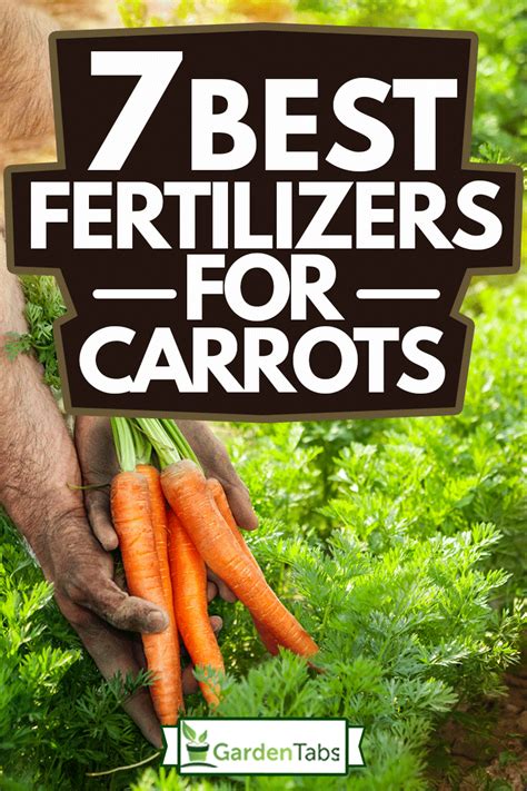 fertilizer for carrots