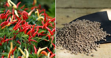 fertilizer for chilli plants