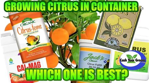 fertilizer for citrus