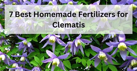 fertilizer for clematis