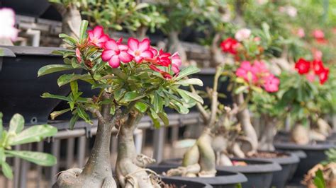 fertilizer for desert rose