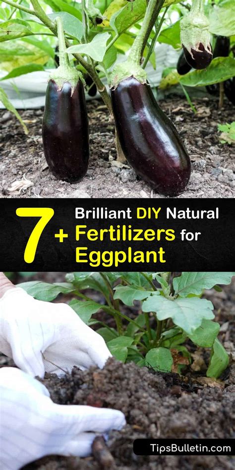 fertilizer for eggplant