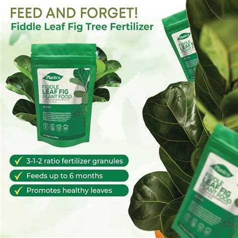 fertilizer for fig trees