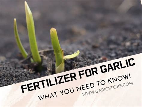 fertilizer for garlic