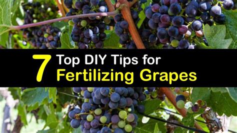 fertilizer for grape vines