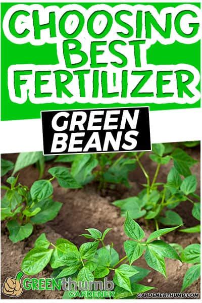 fertilizer for green beans