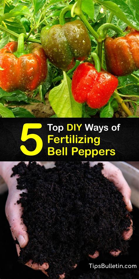 fertilizer for green peppers