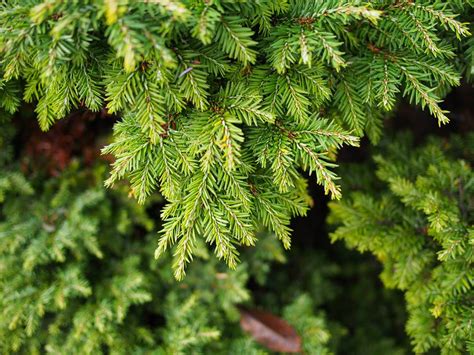 fertilizer for hemlock trees